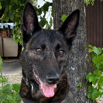 Peksi, Holländischer Schäferhund - Hündin
