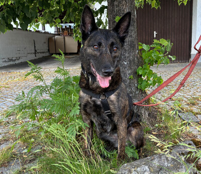 Peksi, Holländischer Schäferhund - Hündin
