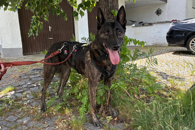 Peksi, Holländischer Schäferhund - Hündin