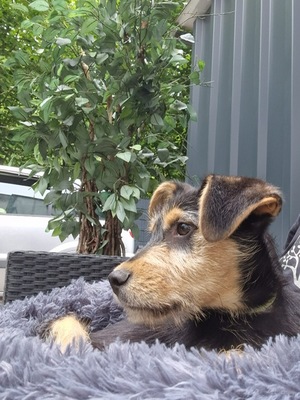 Pelino, Mischling Welpen - Rüde