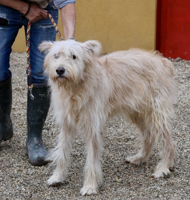 Pelu, Gos dAtura Catalan - Mix - Rüde