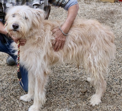 Pelu, Gos dAtura Catalan - Mix - Rüde