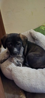 Penelope wartet auf ihr Glück 🌸, Mischling Welpen - Hündin