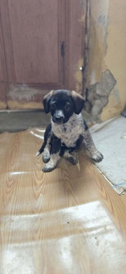 Penelope wartet auf ihr Glück 🌸, Mischling Welpen - Hündin