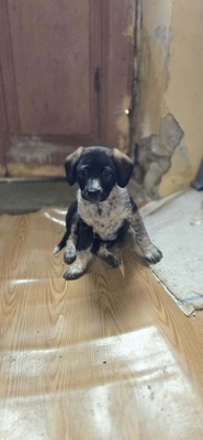 Penelope wartet auf ihr Glück 🌸, Mischling Welpen - Hündin