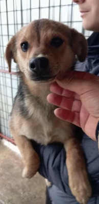 Penne – vom Straßenkämpfer zum Sofahund in spe 🍝🐶, Mischling - Rüde