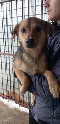 Penne – vom Straßenkämpfer zum Sofahund in spe 🍝🐶, Mischling - Rüde