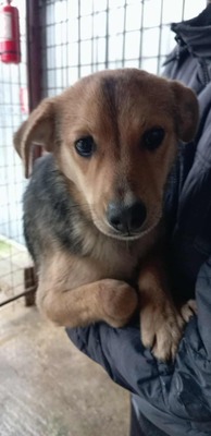 Penne – vom Straßenkämpfer zum Sofahund in spe 🍝🐶, Mischling - Rüde