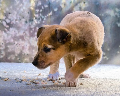 Penny - zartes Hundekind, Mischling - Hündin