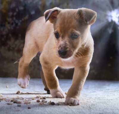 Penny - zartes Hundekind, Mischling - Hündin