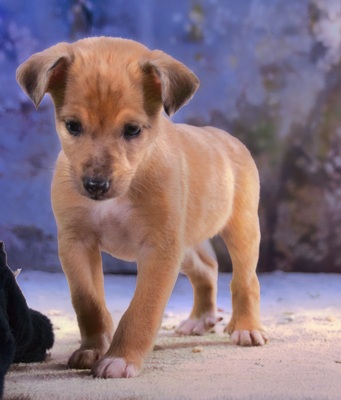 Penny - zartes Hundekind, Mischling - Hündin