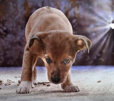 Penny - zartes Hundekind, Mischling - Hündin