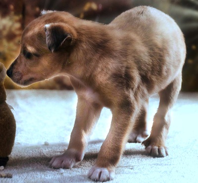 Penny - zartes Hundekind, Mischling Welpen - Hündin