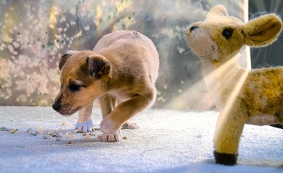 Penny - zartes Hundekind, Mischling Welpen - Hündin