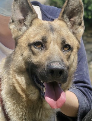Pepa, Schäferhund Mix - Hündin