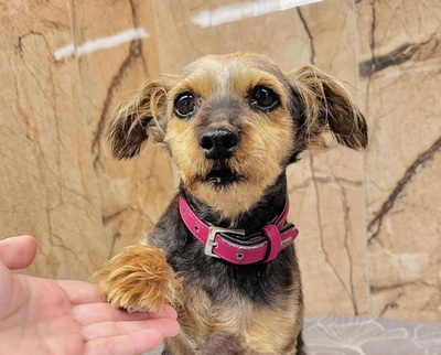 Pepe Lou - lieb, verträglich, Yorkshire-Terrier - Hündin