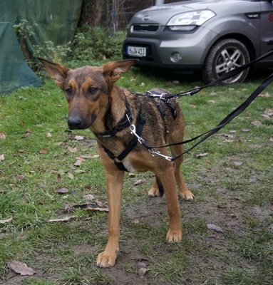 Pepe Luis, Schäferhund Mix - Rüde