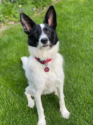 Pepe, Mischling - Rüde