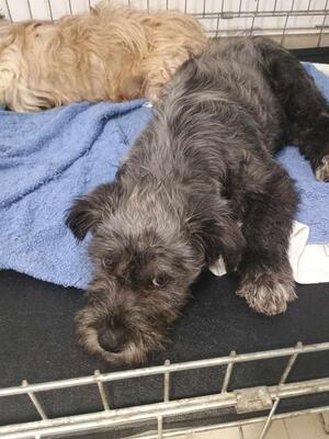 Pepe, Mischling - Rüde