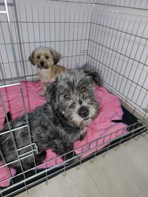 Pepe, Mischling - Rüde