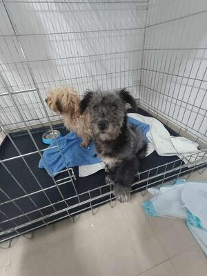 Pepe, Mischling - Rüde