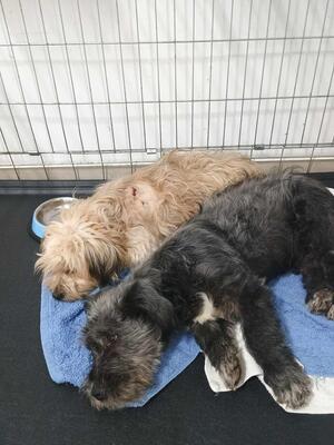 Pepe, Mischling - Rüde