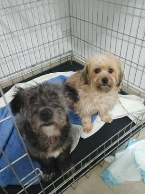 Pepe, Mischling - Rüde