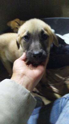 Pepe, Mischling Welpen - Rüde