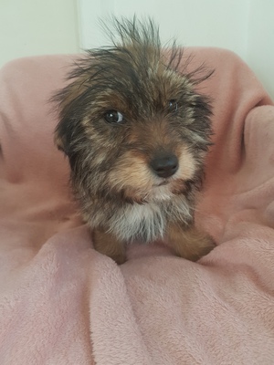 Peperoni klein Welpe, Yorkshire/ Zwergdackel Welpen - Rüde