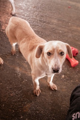 Pepina – ein fröhliches Hundemädchen, das die Welt entdecken möchte