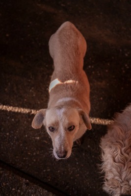 Pepina – ein fröhliches Hundemädchen, das die Welt entdecken möchte, Mischling - Hündin