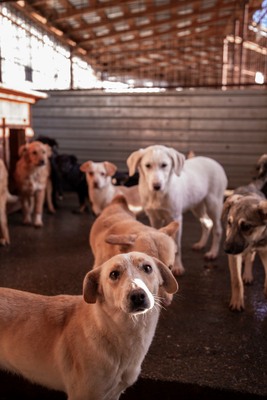 Pepina – ein fröhliches Hundemädchen, das die Welt entdecken möchte, Mischling - Hündin