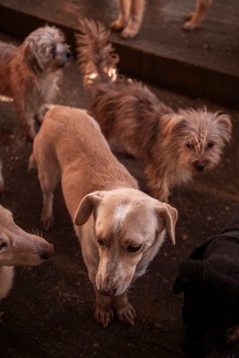 Pepina – ein fröhliches Hundemädchen, das die Welt entdecken möchte, Mischling - Hündin