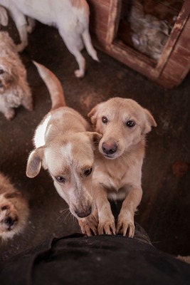 Pepina – ein fröhliches Hundemädchen, das die Welt entdecken möchte, Mischling - Hündin