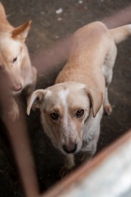 Pepina – ein fröhliches Hundemädchen, das die Welt entdecken möchte, Mischling - Hündin