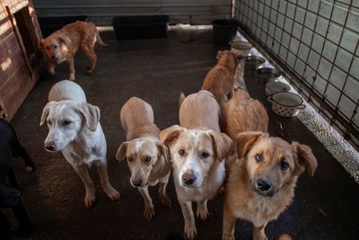 Pepina – ein fröhliches Hundemädchen, das die Welt entdecken möchte, Mischling - Hündin