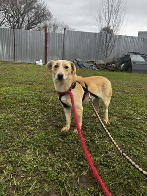 Pepina – ein fröhliches Hundemädchen, das die Welt entdecken möchte, Mischling - Hündin