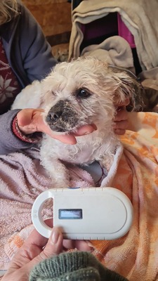 Pepino ist ein zuckersüßer, kleiner Charmeur, Mischling - Rüde