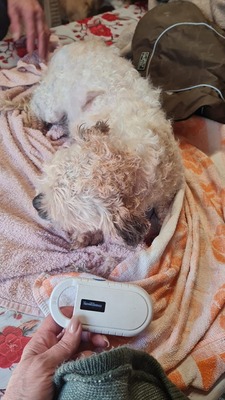 Pepino ist ein zuckersüßer, kleiner Charmeur, Mischling - Rüde