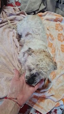 Pepino ist ein zuckersüßer, kleiner Charmeur, Mischling - Rüde