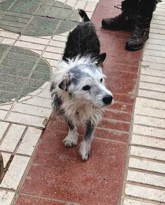 Pepo, Mischling - Rüde