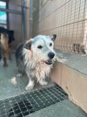 Pepo, Mischling - Rüde