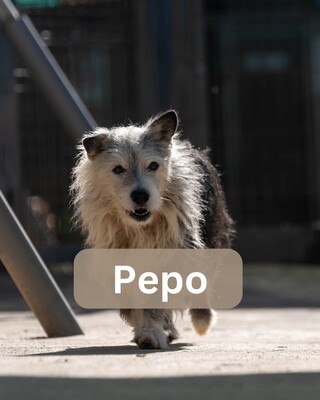 Pepo (Paten gesucht), Mischling - Rüde