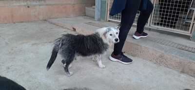 Pepo (Paten gesucht), Mischling - Rüde