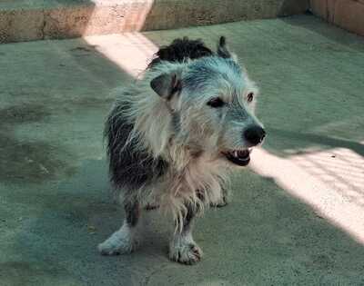 Pepo (Paten gesucht), Mischling - Rüde