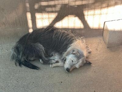 Pepo (Paten gesucht), Mischling - Rüde