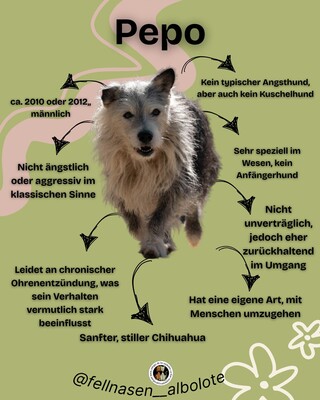 Pepo (Paten gesucht), Mischling - Rüde