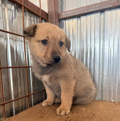 Pepper, Mischling Welpen - Rüde