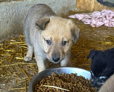 Pepper, Mischling Welpen - Rüde