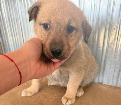 Pepper, Mischling Welpen - Rüde